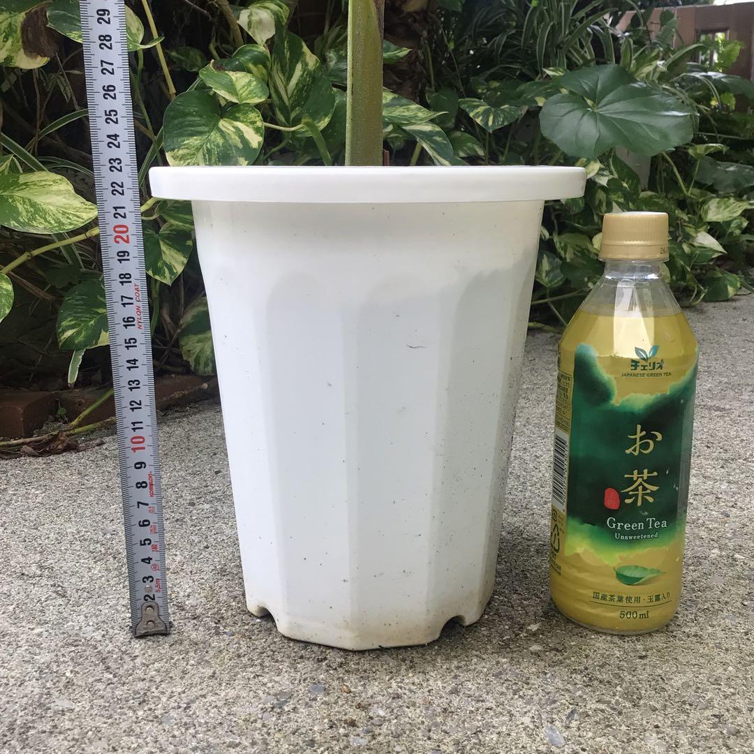 大株！鉢ごと宅急便！実生苗マニラヤシ　おまけトックリヤシの種5個　メ ルカリ便