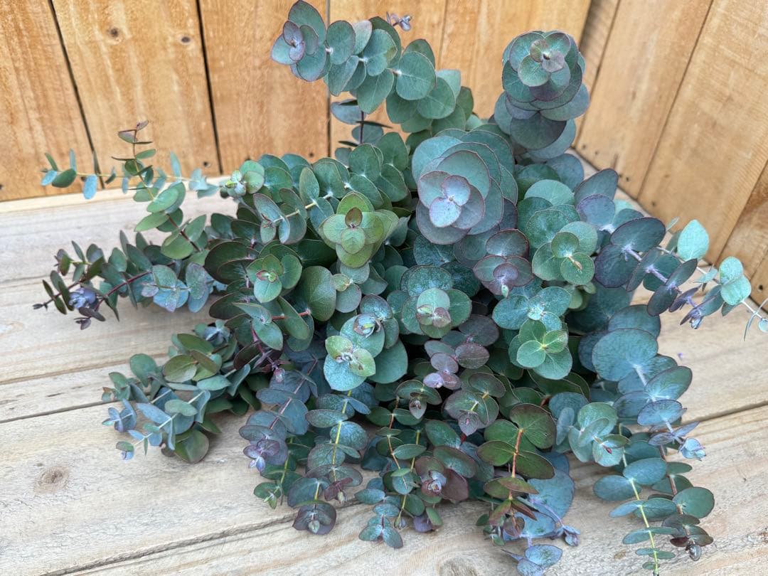 ぽんすけ様 リクエスト 2点 まとめ商品