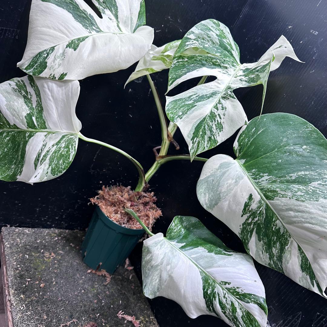 超*✿様 斑入りモンステラ ホワイトタイガー極美大株52cm白斑多