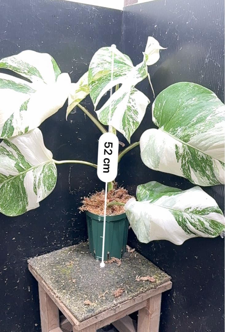 超*✿様 斑入りモンステラ ホワイトタイガー極美大株52cm白斑多