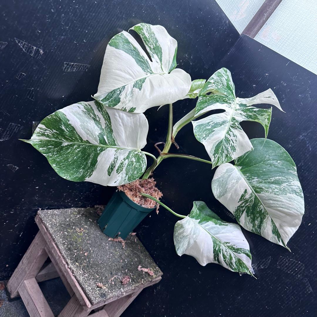 超*✿様 斑入りモンステラ ホワイトタイガー極美大株52cm白斑多