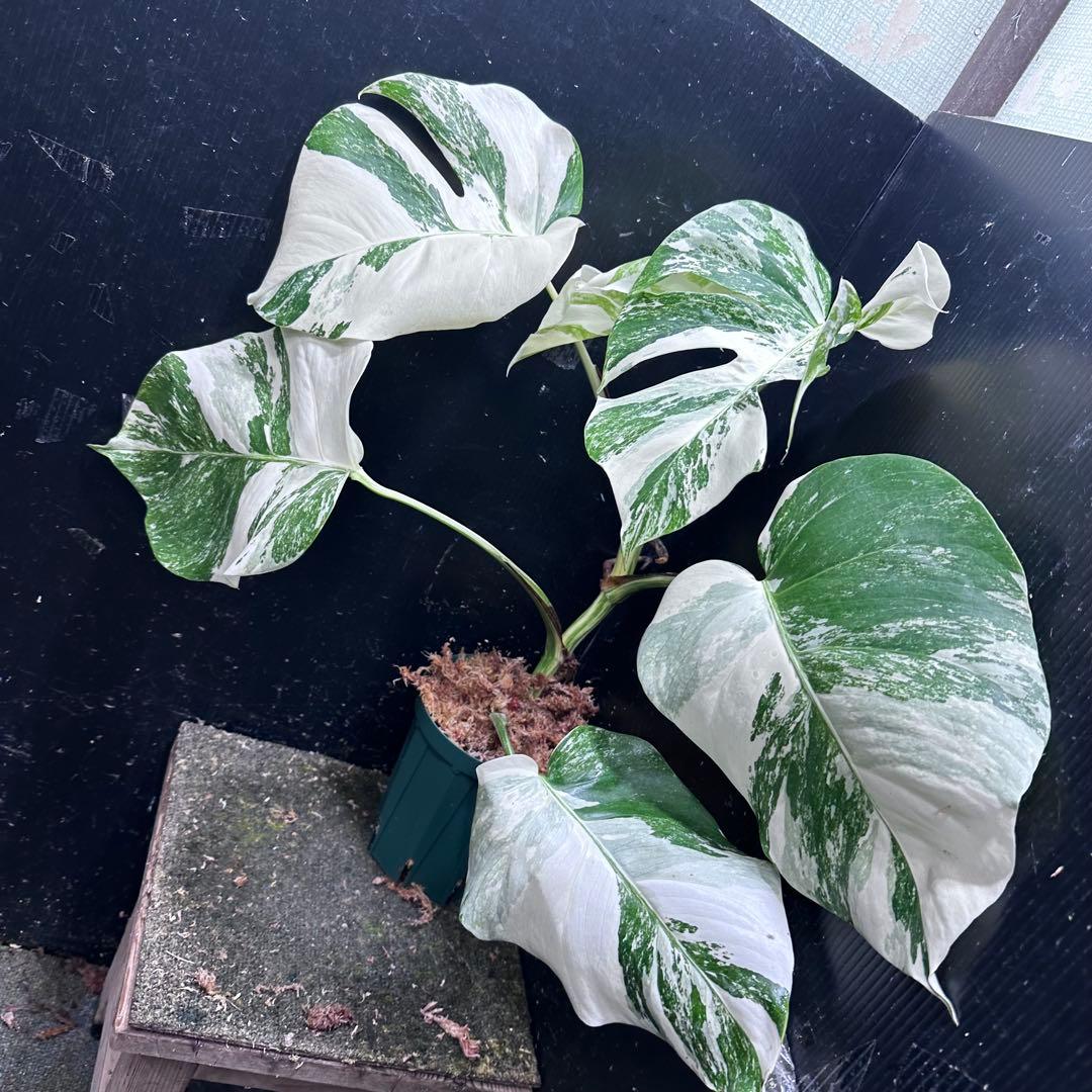 超*✿様 斑入りモンステラ ホワイトタイガー極美大株52cm白斑多