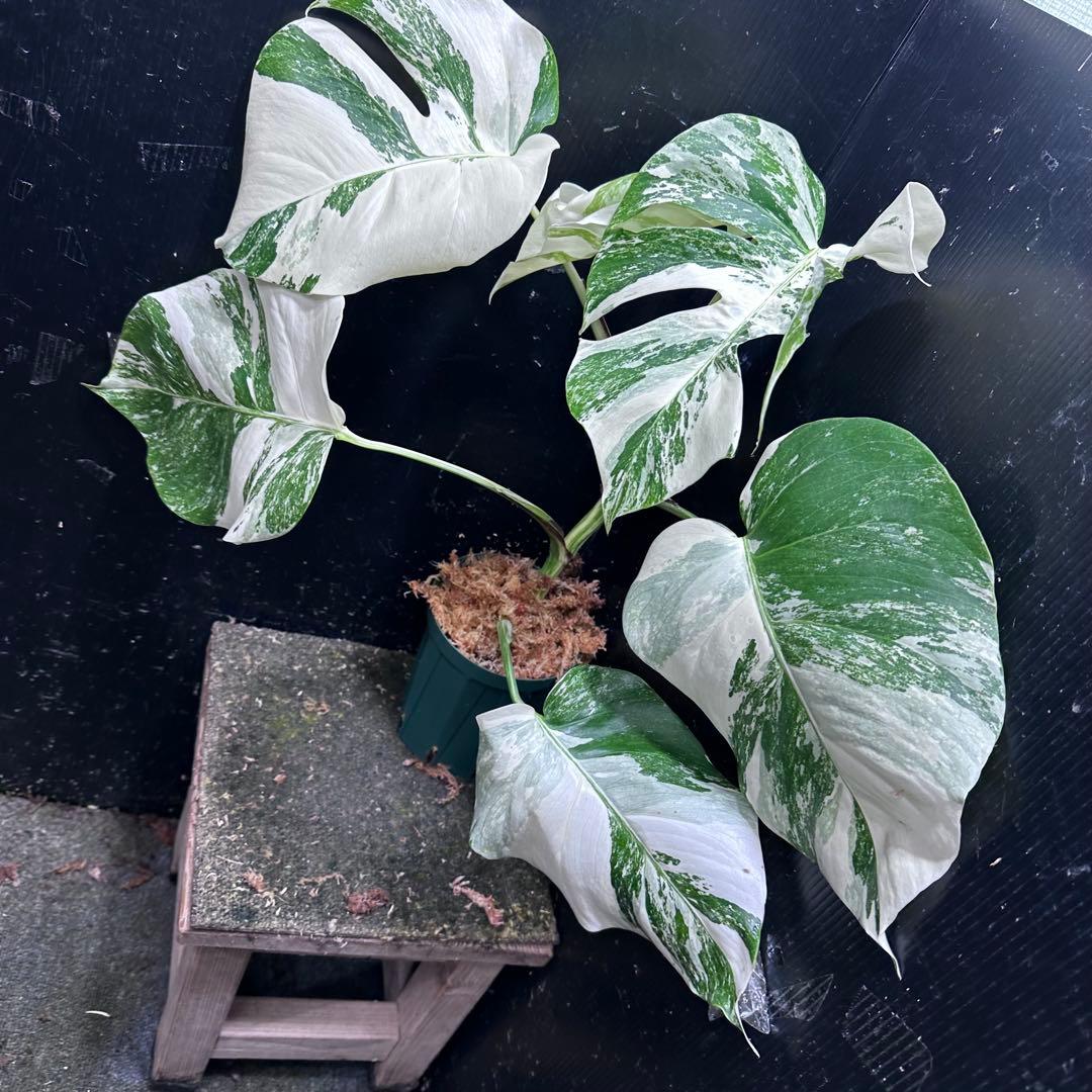 超*✿様 斑入りモンステラ ホワイトタイガー極美大株52cm白斑多