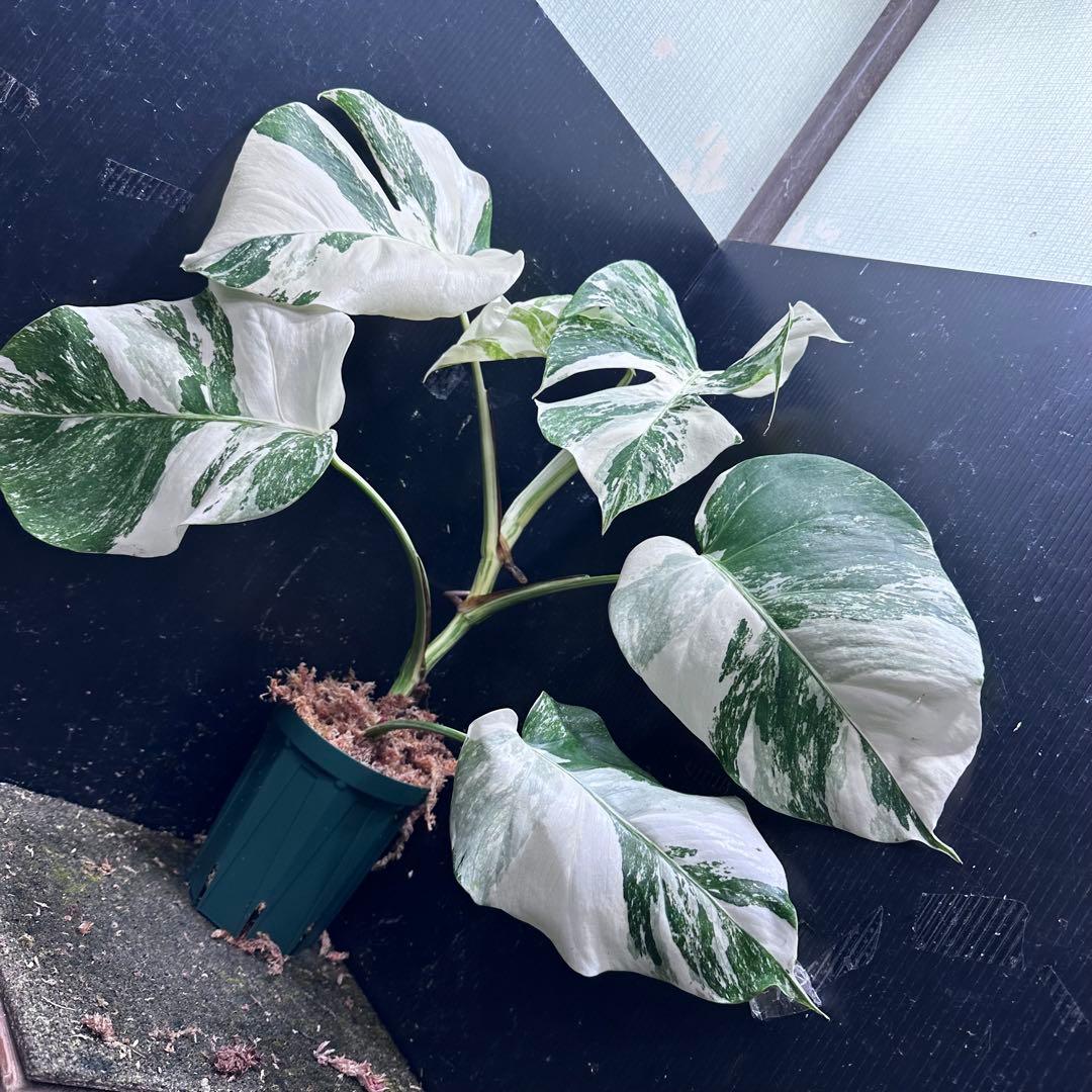 超*✿様 斑入りモンステラ ホワイトタイガー極美大株52cm白斑多