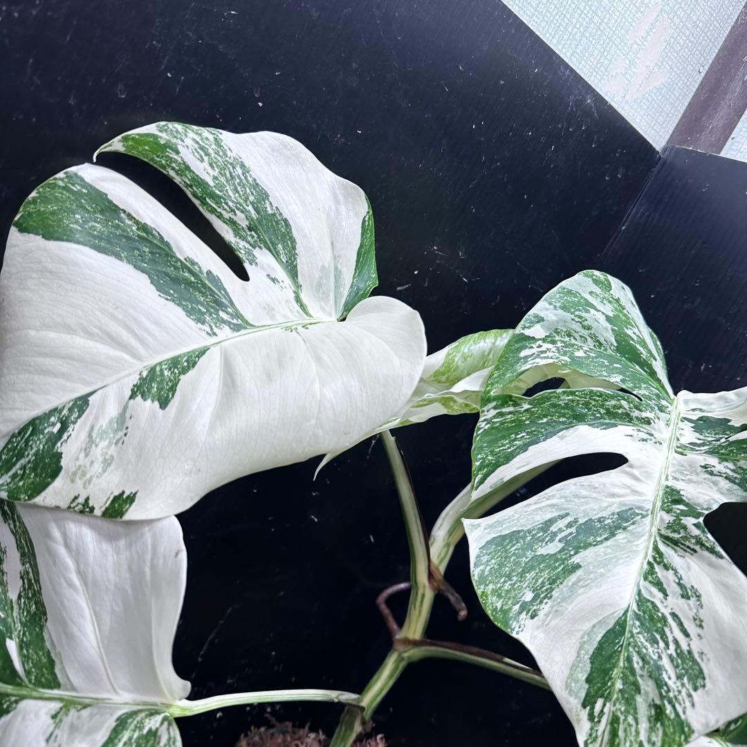超*✿様 斑入りモンステラ ホワイトタイガー極美大株52cm白斑多