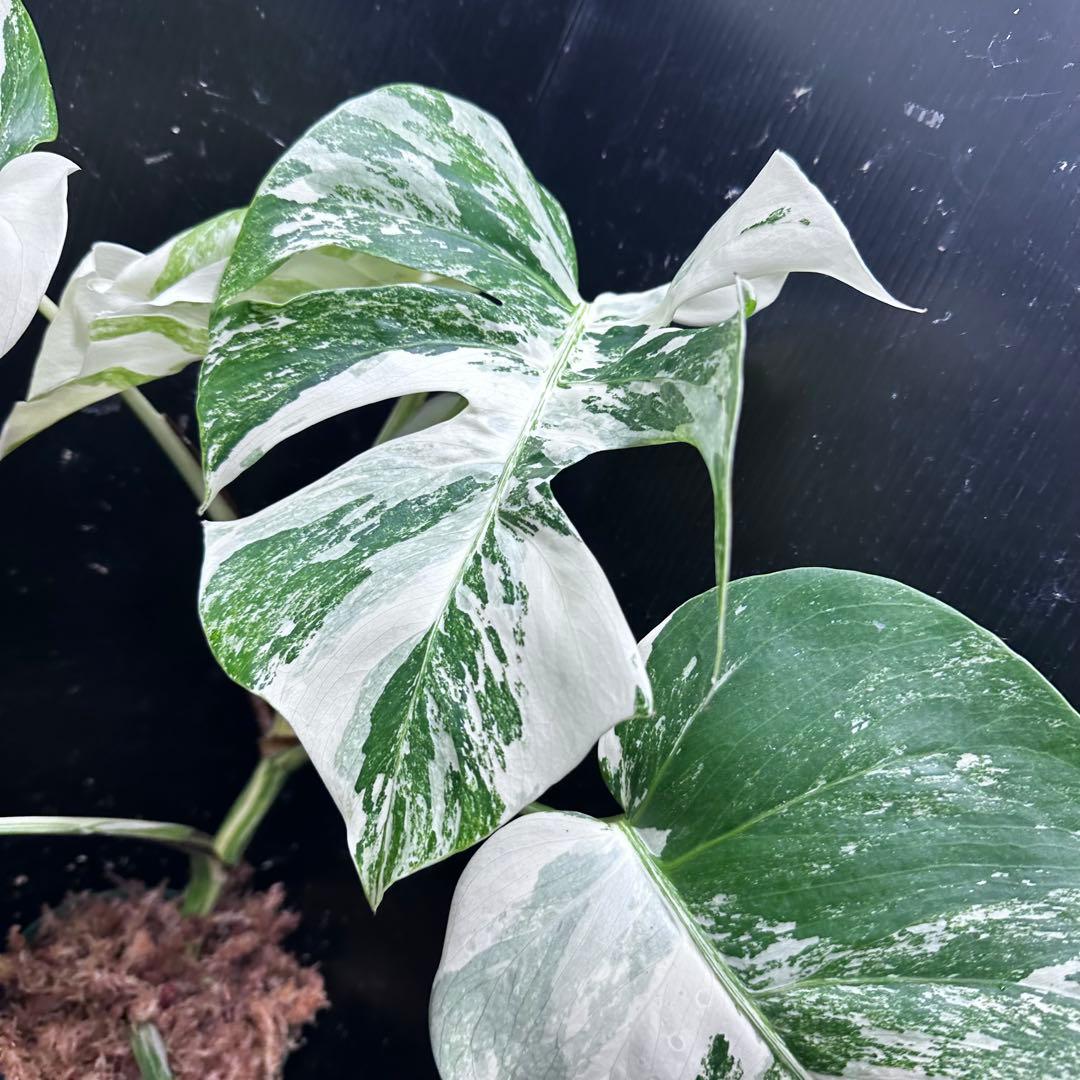 超*✿様 斑入りモンステラ ホワイトタイガー極美大株52cm白斑多