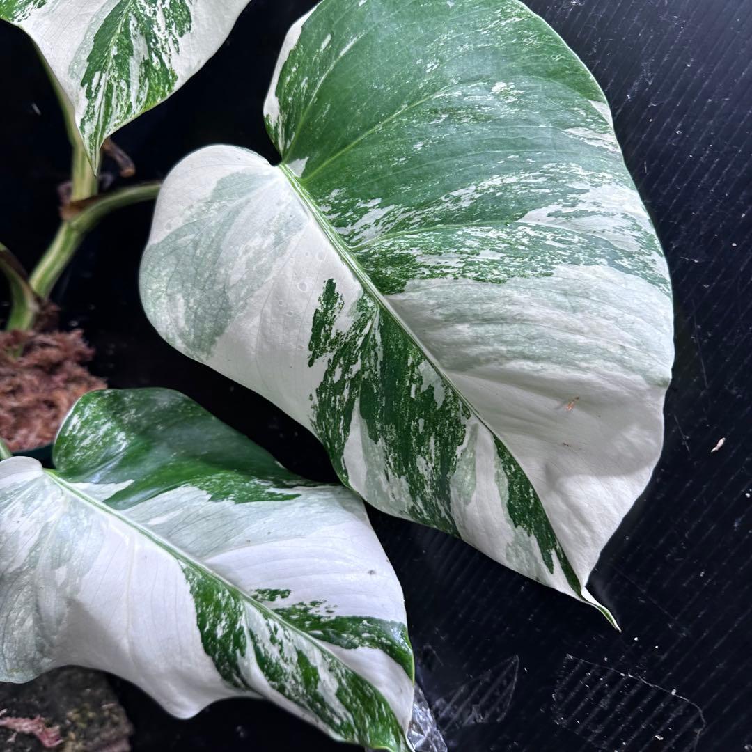 超*✿様 斑入りモンステラ ホワイトタイガー極美大株52cm白斑多