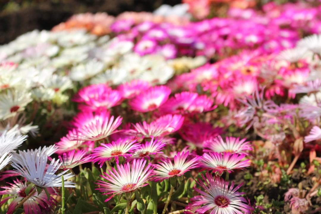 【美品】【希少ホワイト】Canon EOS Kiss X7 ホワイト レンズ2本