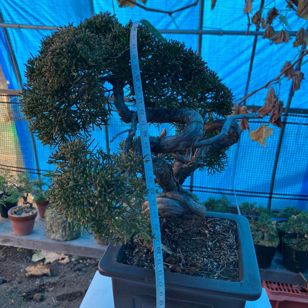 ね*た様 紀州真柏　1000円スタート