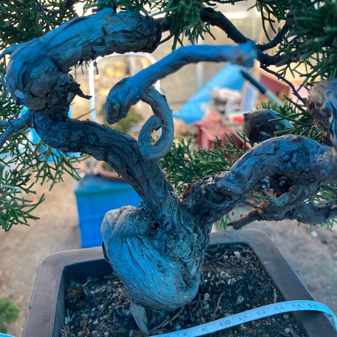 ね*た様 紀州真柏　1000円スタート