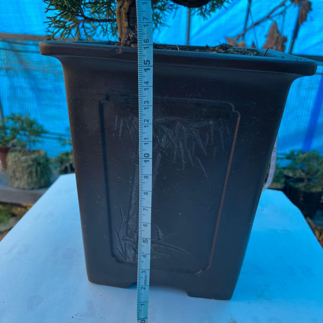 ね*た様 紀州真柏　1000円スタート