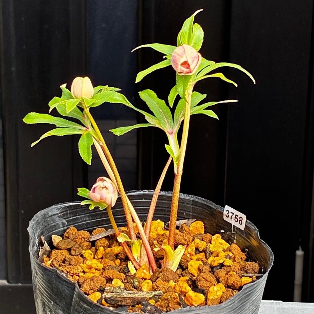 3758⭐️紅ピンクオーレア⭐️立体的花弁⭐️シルバーバック⭐️白抜けピコ⭐️広瀬園芸⭐️