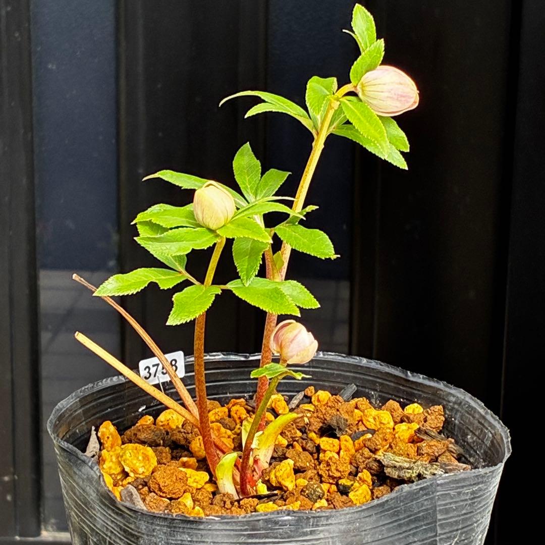 3758⭐️紅ピンクオーレア⭐️立体的花弁⭐️シルバーバック⭐️白抜けピコ⭐️広瀬園芸⭐️