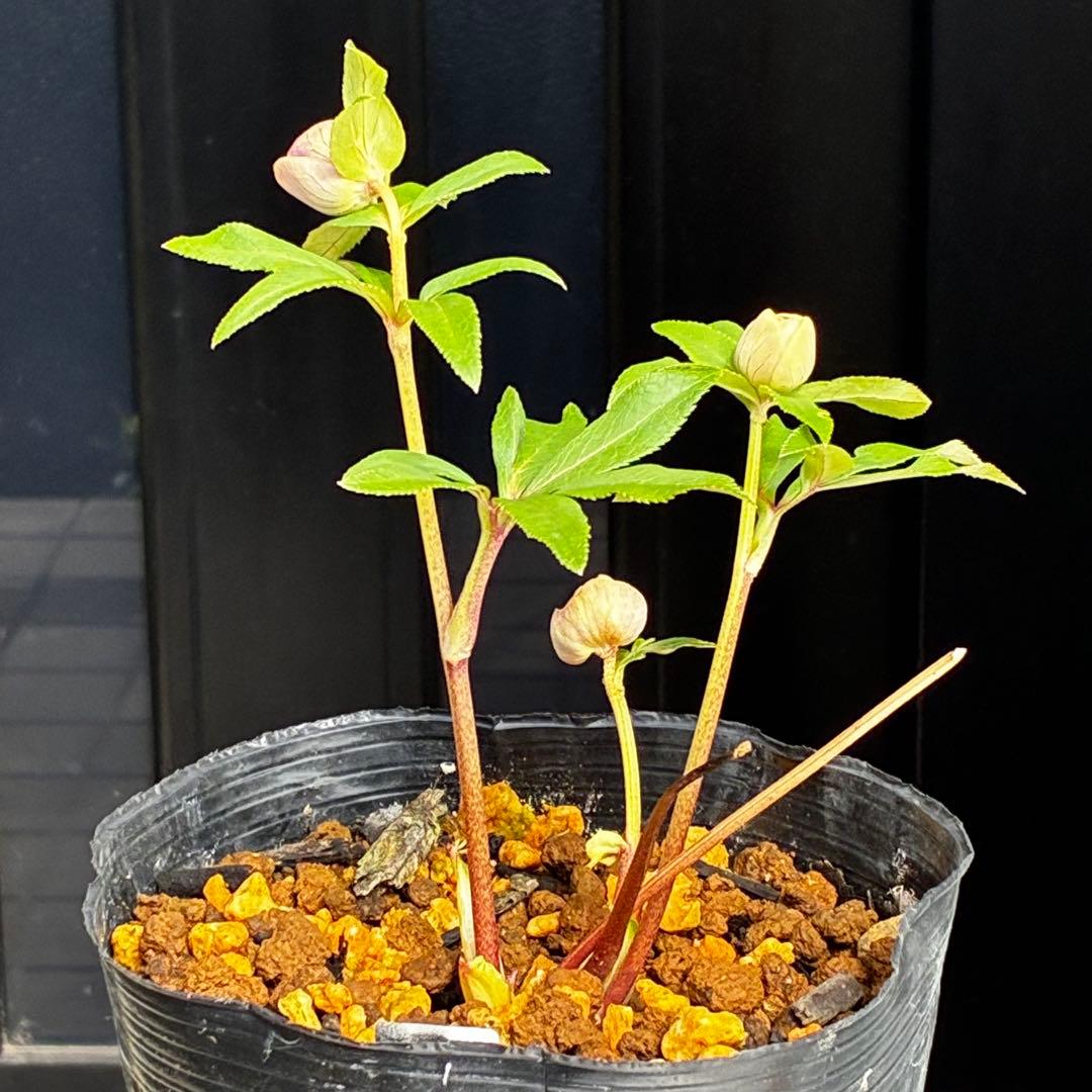 3758⭐️紅ピンクオーレア⭐️立体的花弁⭐️シルバーバック⭐️白抜けピコ⭐️広瀬園芸⭐️