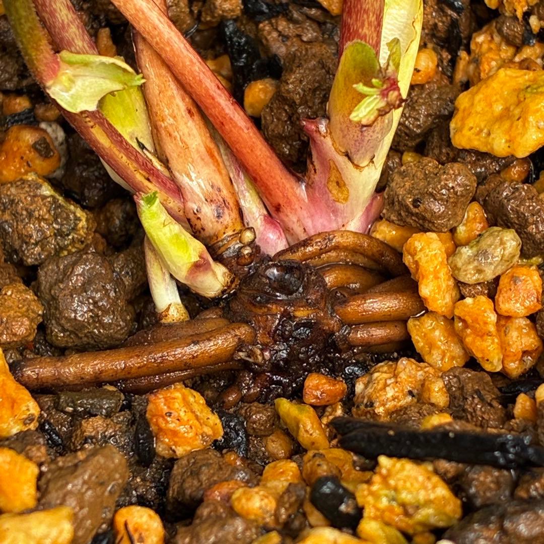 3758⭐️紅ピンクオーレア⭐️立体的花弁⭐️シルバーバック⭐️白抜けピコ⭐️広瀬園芸⭐️