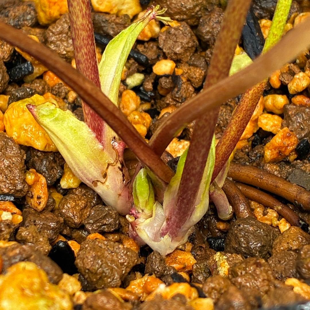 3758⭐️紅ピンクオーレア⭐️立体的花弁⭐️シルバーバック⭐️白抜けピコ⭐️広瀬園芸⭐️