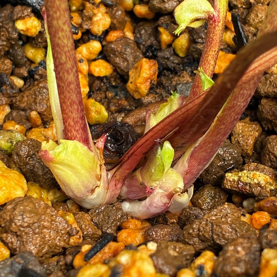 3758⭐️紅ピンクオーレア⭐️立体的花弁⭐️シルバーバック⭐️白抜けピコ⭐️広瀬園芸⭐️