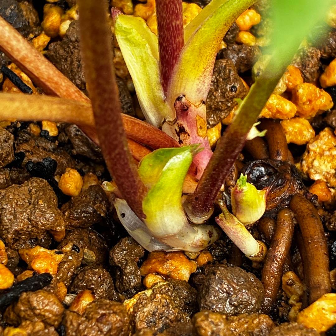 3758⭐️紅ピンクオーレア⭐️立体的花弁⭐️シルバーバック⭐️白抜けピコ⭐️広瀬園芸⭐️