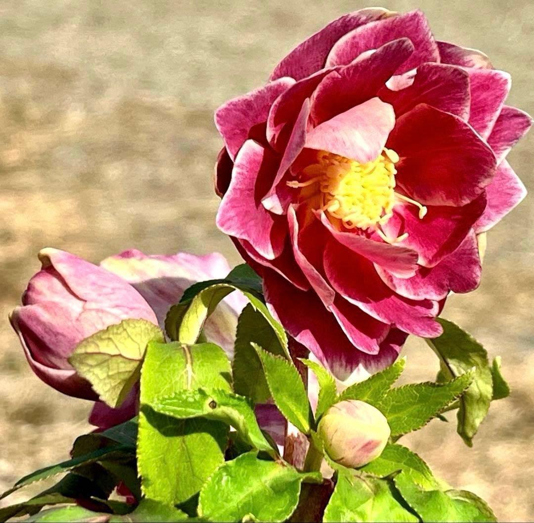 3758⭐️紅ピンクオーレア⭐️立体的花弁⭐️シルバーバック⭐️白抜けピコ⭐️広瀬園芸⭐️