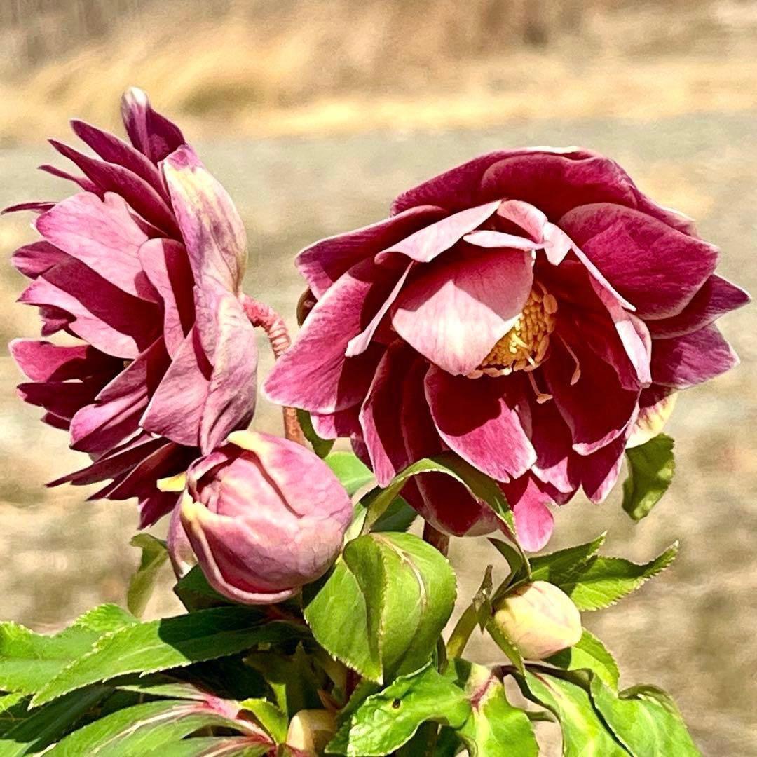 3758⭐️紅ピンクオーレア⭐️立体的花弁⭐️シルバーバック⭐️白抜けピコ⭐️広瀬園芸⭐️