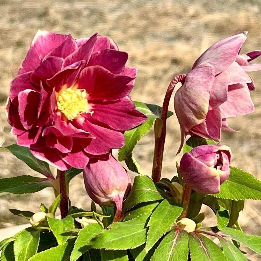 3758⭐️紅ピンクオーレア⭐️立体的花弁⭐️シルバーバック⭐️白抜けピコ⭐️広瀬園芸⭐️