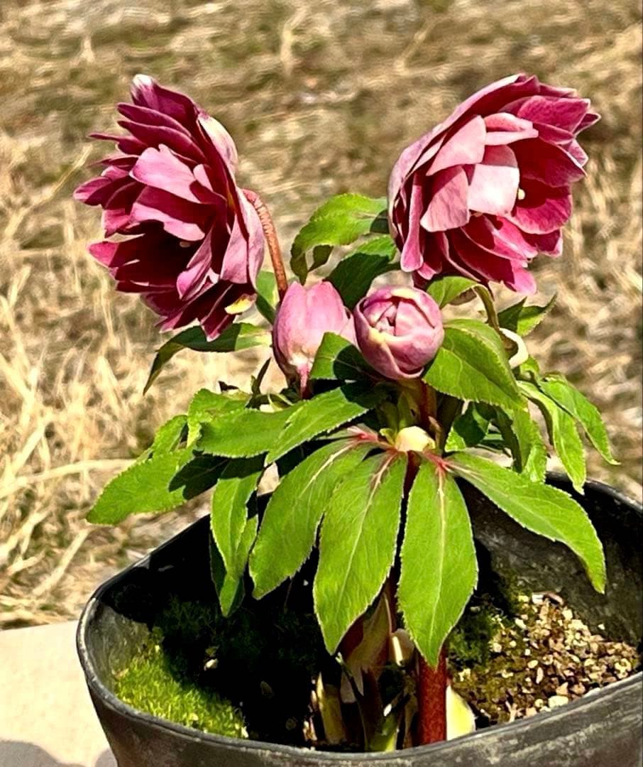 3758⭐️紅ピンクオーレア⭐️立体的花弁⭐️シルバーバック⭐️白抜けピコ⭐️広瀬園芸⭐️