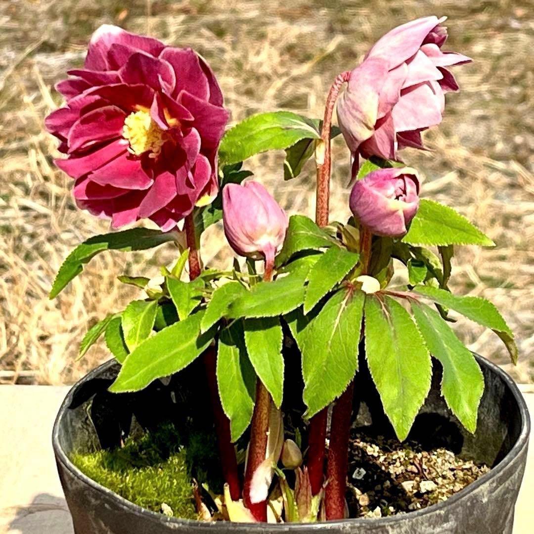 3758⭐️紅ピンクオーレア⭐️立体的花弁⭐️シルバーバック⭐️白抜けピコ⭐️広瀬園芸⭐️