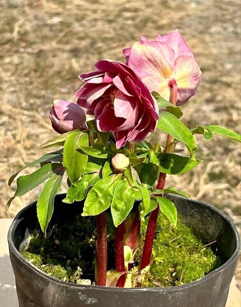 3758⭐️紅ピンクオーレア⭐️立体的花弁⭐️シルバーバック⭐️白抜けピコ⭐️広瀬園芸⭐️