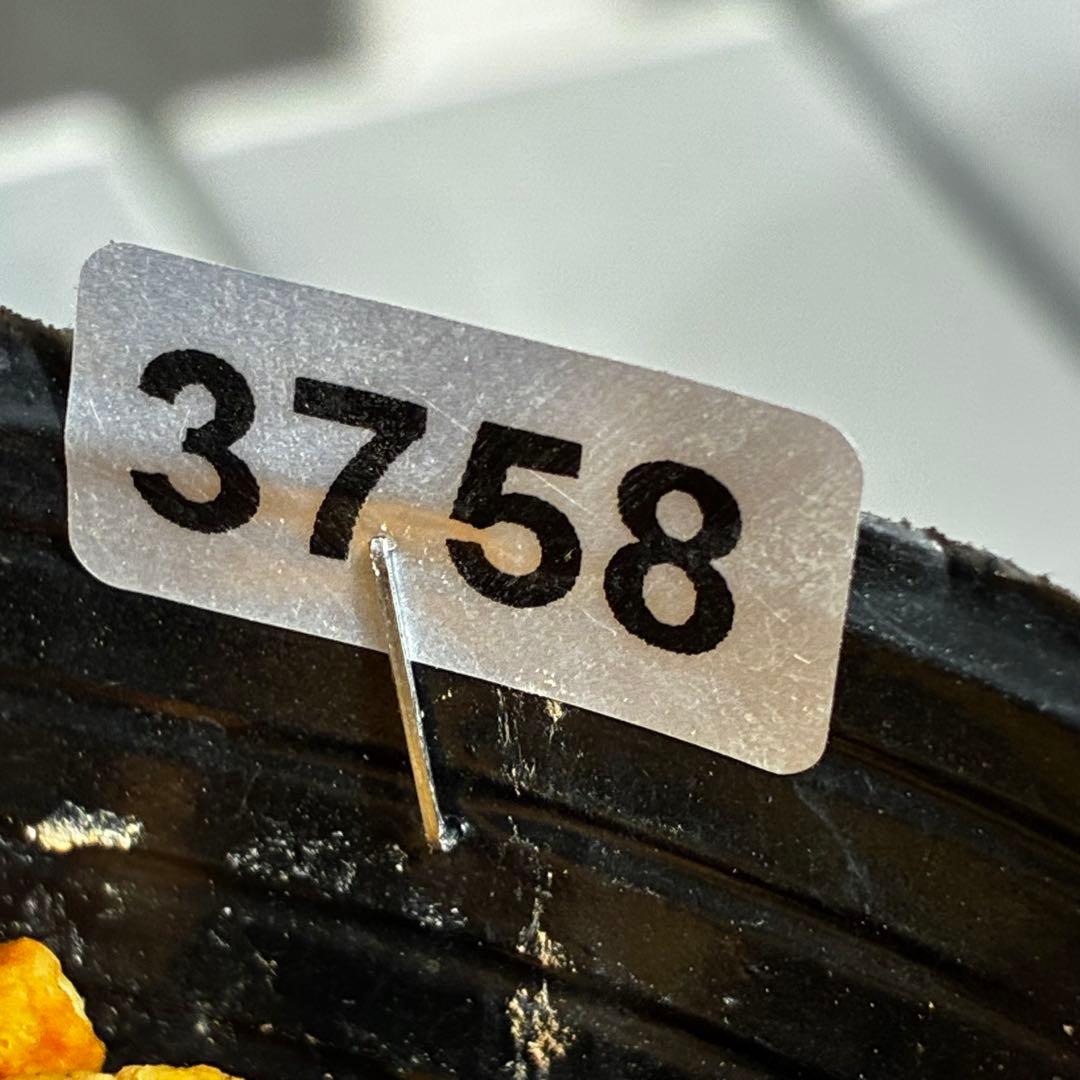 3758⭐️紅ピンクオーレア⭐️立体的花弁⭐️シルバーバック⭐️白抜けピコ⭐️広瀬園芸⭐️