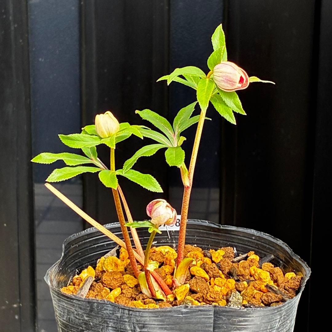 3758⭐️紅ピンクオーレア⭐️立体的花弁⭐️シルバーバック⭐️白抜けピコ⭐️広瀬園芸⭐️