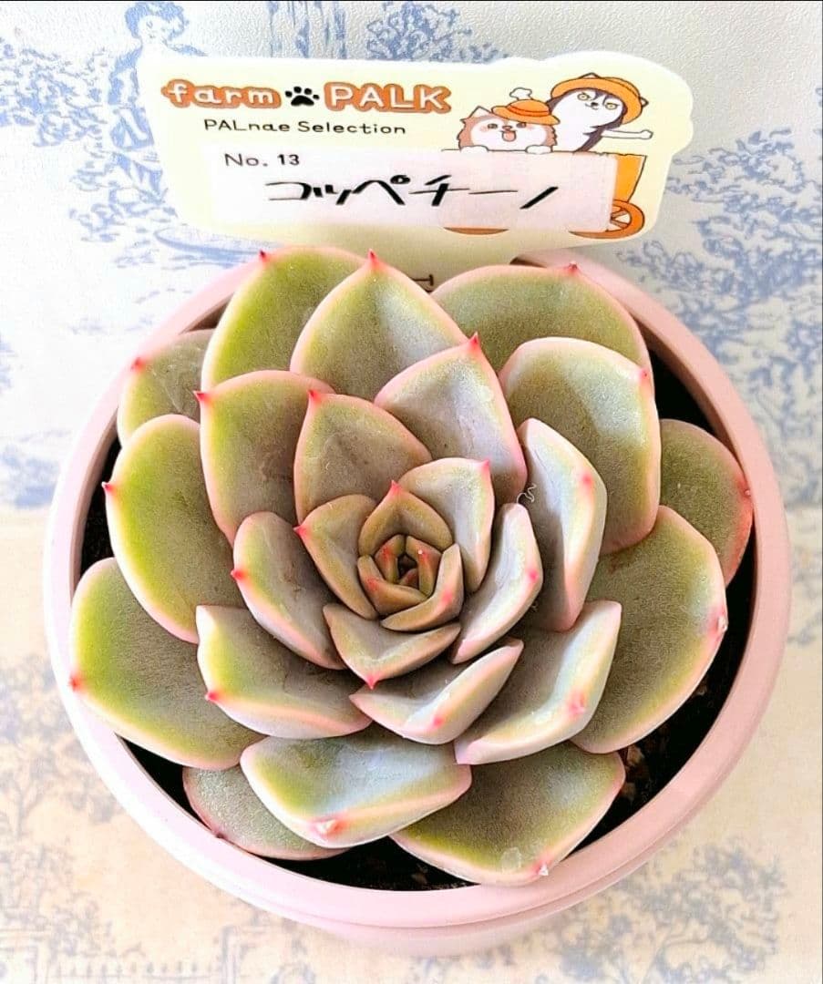 ꕤclara*　コッペチーノ