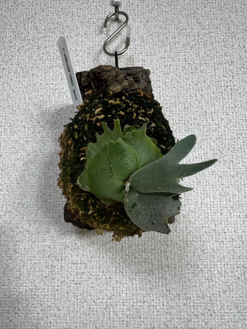 P. willinckii 'OMG'spore コルク　ビカクシダ