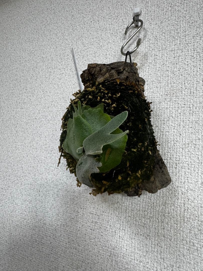 P. willinckii 'OMG'spore コルク　ビカクシダ