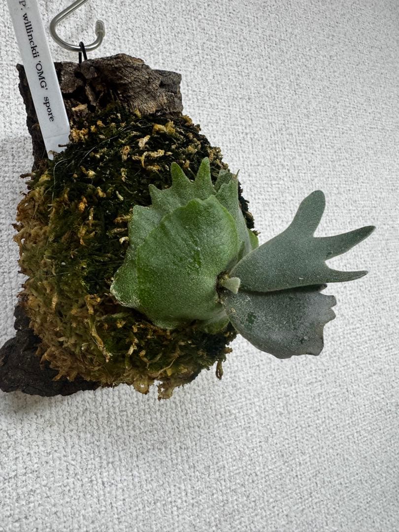 P. willinckii 'OMG'spore コルク　ビカクシダ