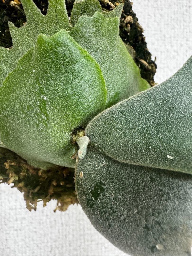 P. willinckii 'OMG'spore コルク　ビカクシダ