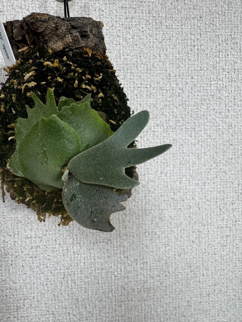 P. willinckii 'OMG'spore コルク　ビカクシダ