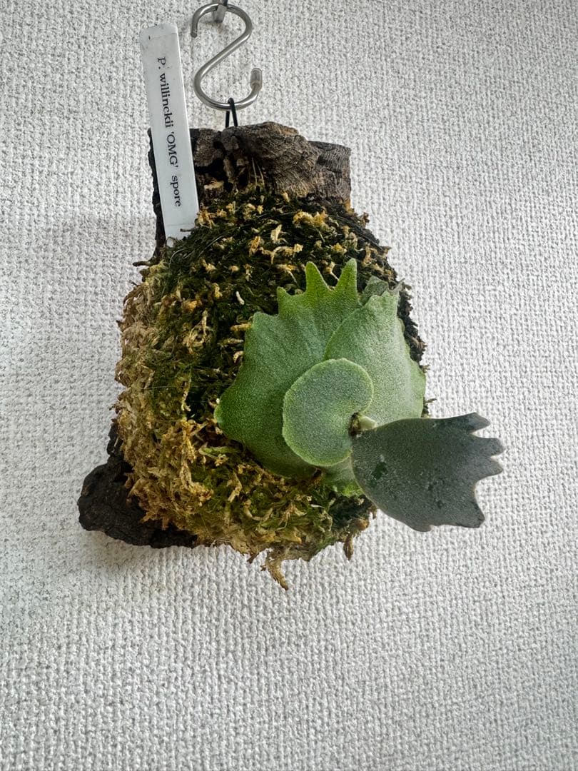 P. willinckii 'OMG'spore コルク　ビカクシダ