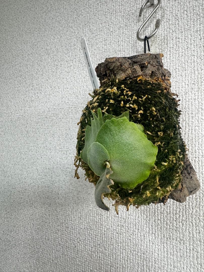 P. willinckii 'OMG'spore コルク　ビカクシダ