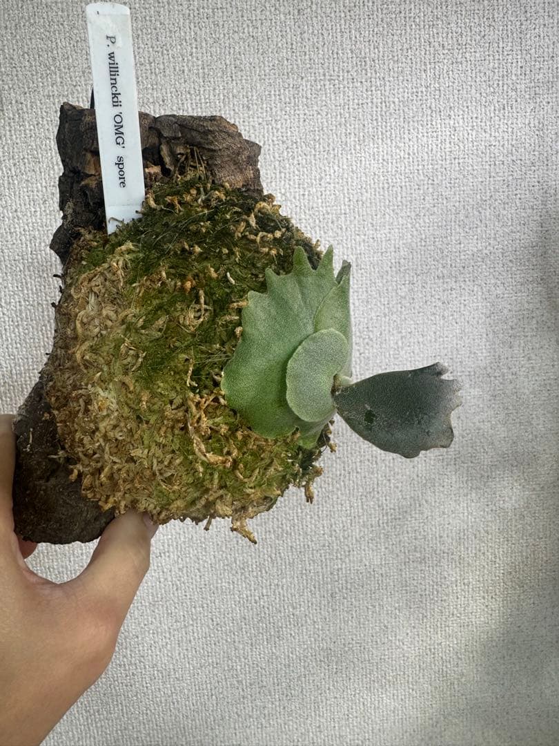 P. willinckii 'OMG'spore コルク　ビカクシダ