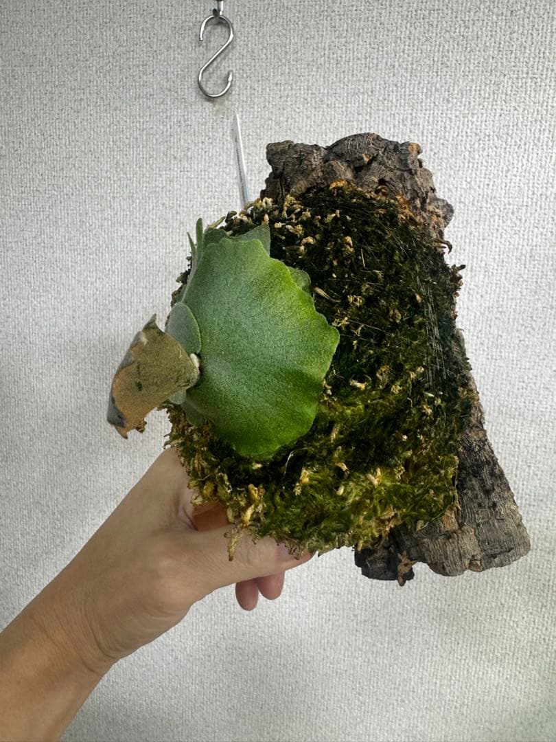 P. willinckii 'OMG'spore コルク　ビカクシダ