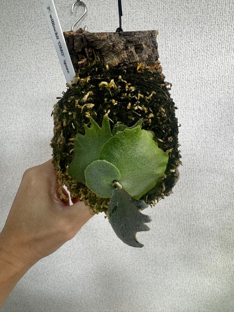 P. willinckii 'OMG'spore コルク　ビカクシダ