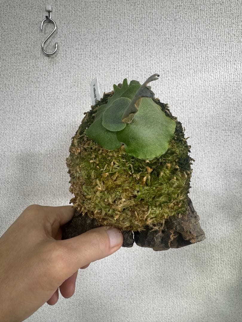 P. willinckii 'OMG'spore コルク　ビカクシダ