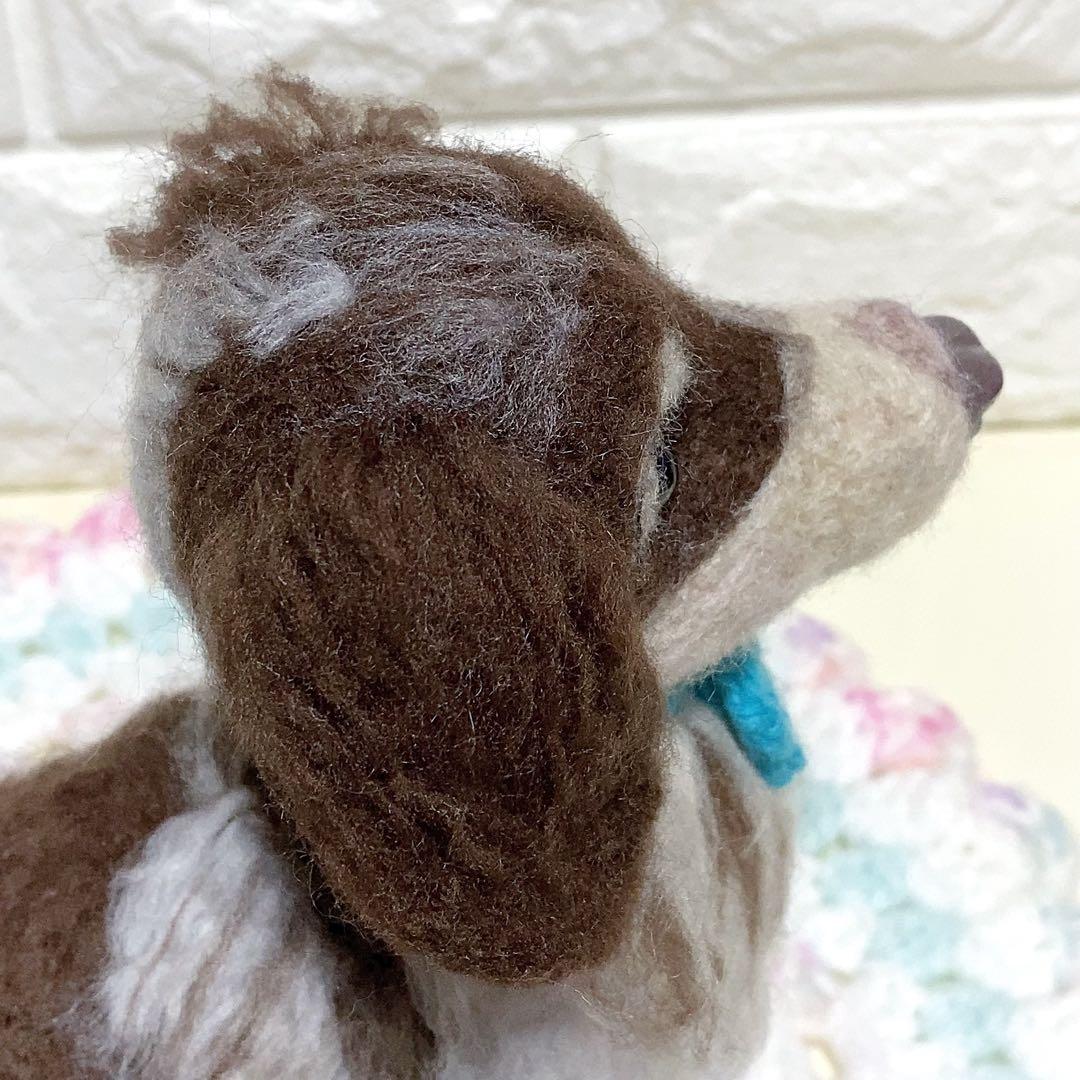 ミニチュアダックスフンド　チョコダップル