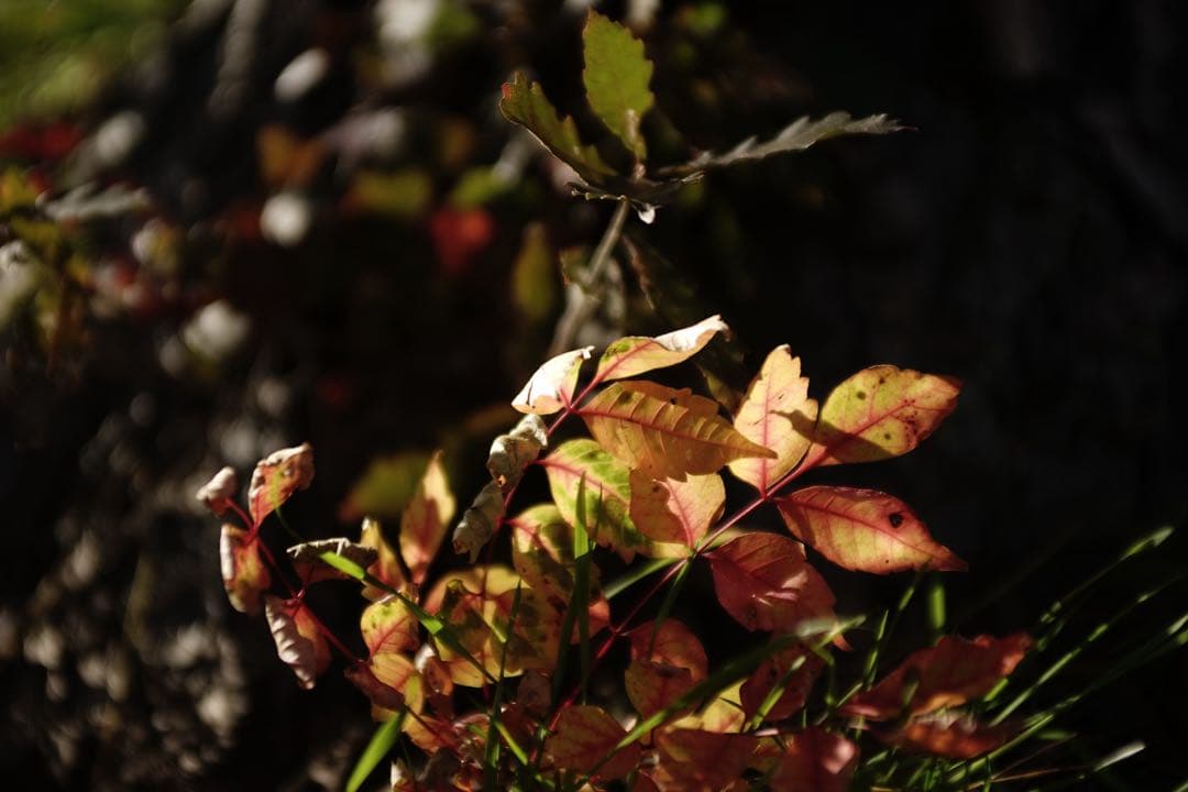 作例付き　TOKINA AT-X PRO 28-70mm F2.8 管mpr