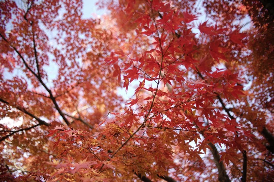 作例付き　TOKINA AT-X PRO 28-70mm F2.8 管mpr