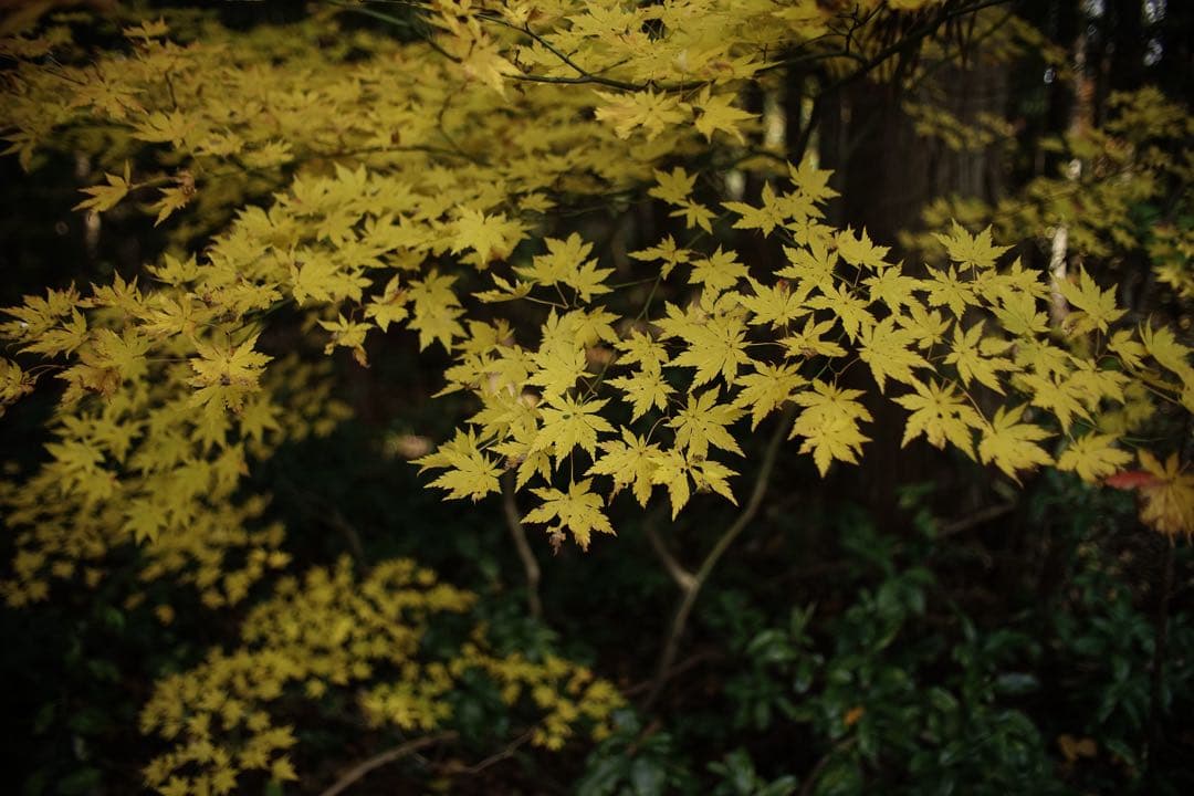 作例付き　TOKINA AT-X PRO 28-70mm F2.8 管mpr