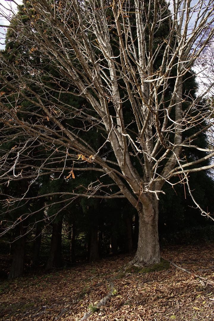 作例付き　TOKINA AT-X PRO 28-70mm F2.8 管mpr