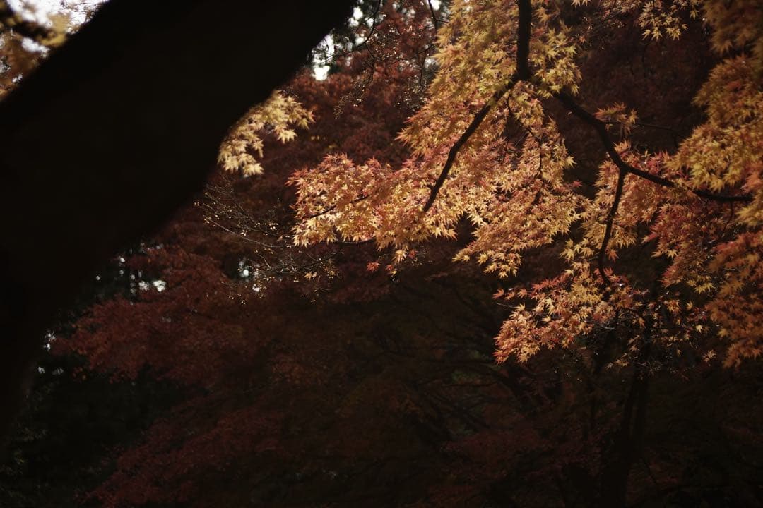 作例付き　TOKINA AT-X PRO 28-70mm F2.8 管mpr