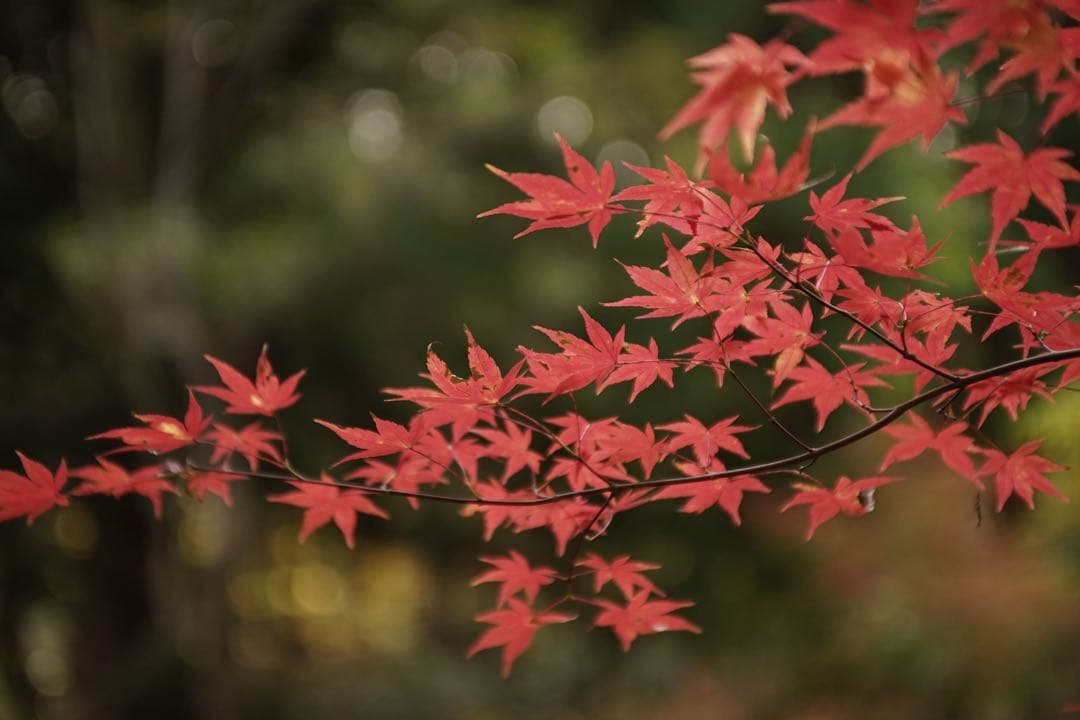 作例付き　TOKINA AT-X PRO 28-70mm F2.8 管mpr