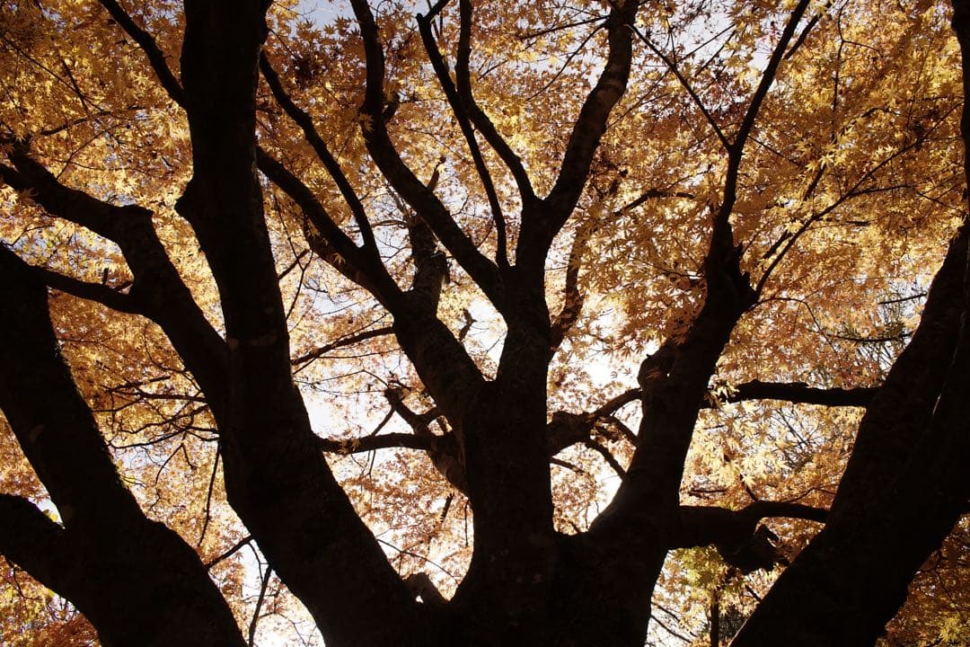 作例付き　TOKINA AT-X PRO 28-70mm F2.8 管mpr